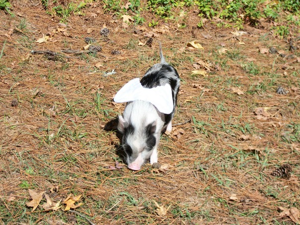 אם היו לי חזירי כנפיים