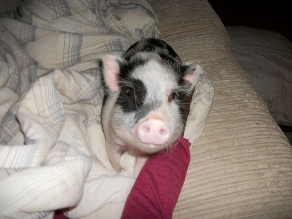 אני יודע שאני חמוד