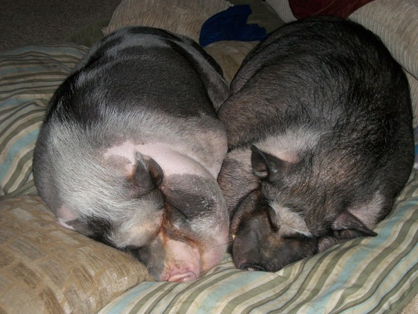 טונות של כיף