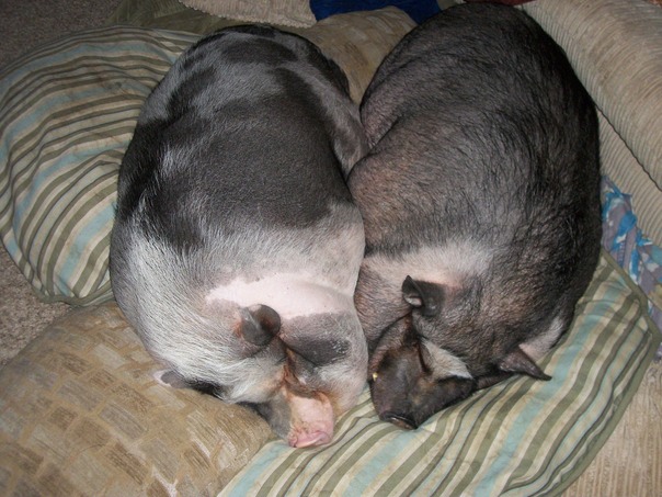 אני גדול עצמות