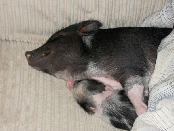 אוהבים אותי במכרז