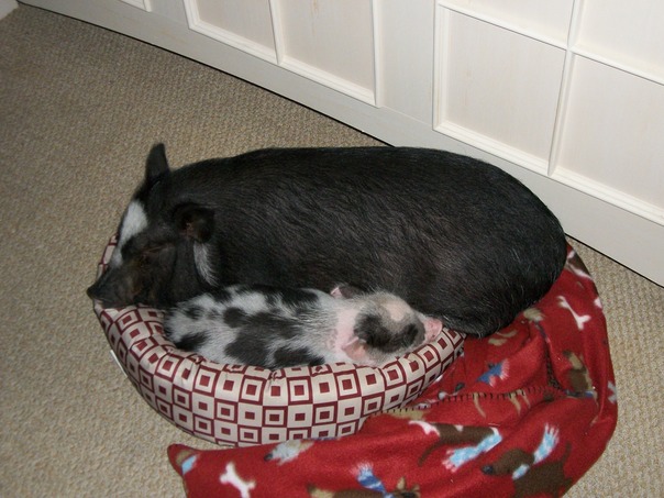 בטח שאני מתאים