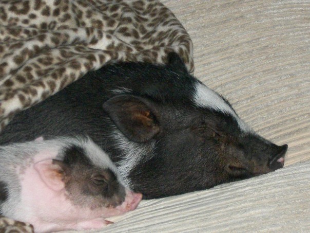 פרופיל של חזיר