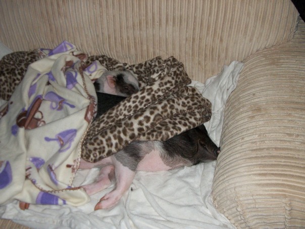 יום ראשון העצלן