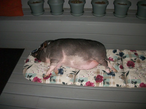 בואו לקחת אותי, כאשר ארוחת ערב מוכנה