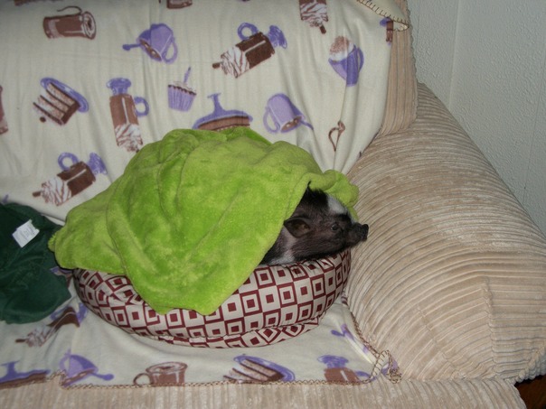 חפירות חדשות