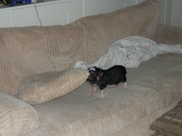 חייב לשים אותו איפה שאני רוצה אותו