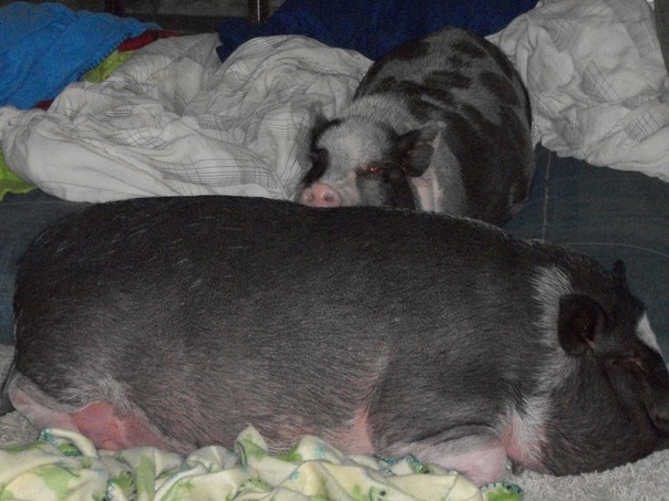 עומד על משמר