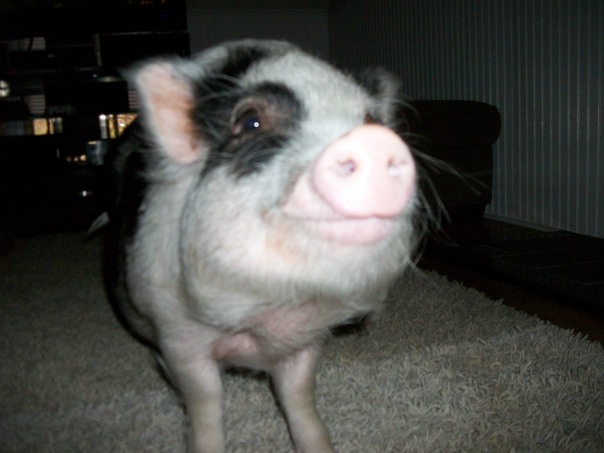 יש לך אוכל נכון