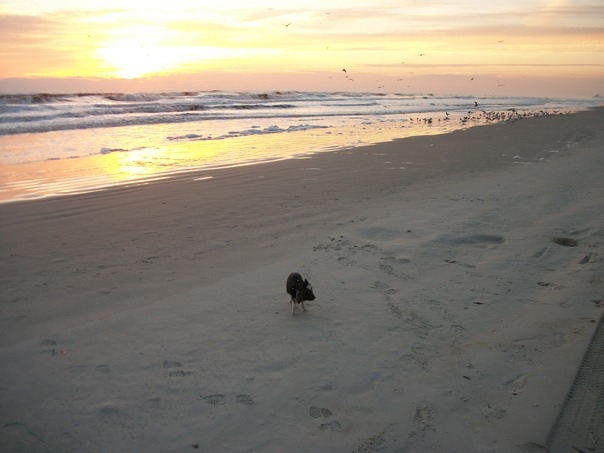 שקיעת חזירים