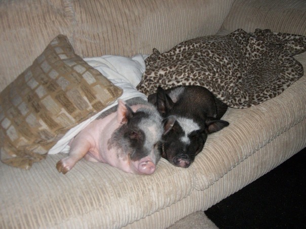 זה חיים קשים