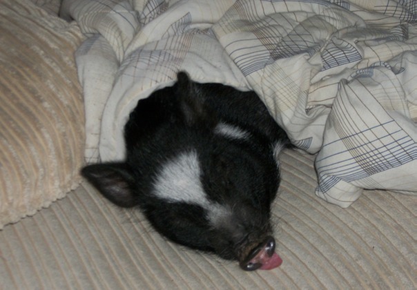 לתת לה להסתובב בכל