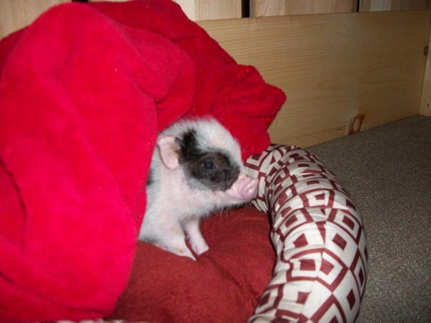 התינוקת הקטנה שלי