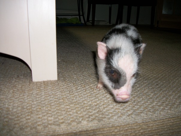 המדריך לחקר הקטן ביותר