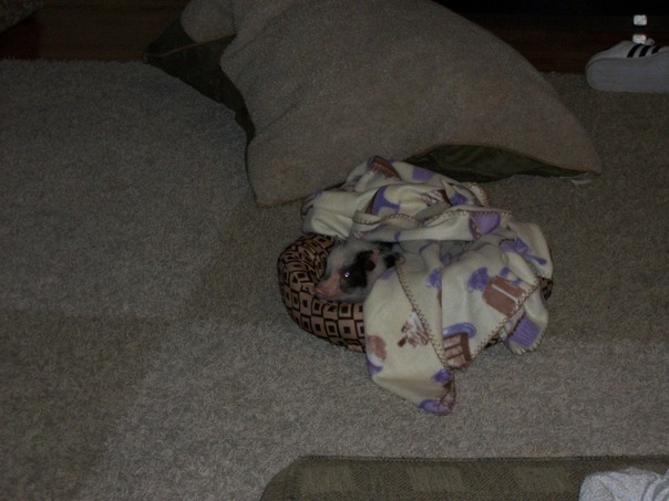 זר בארץ זרה