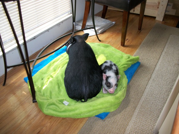 אבל אני שותה חלב