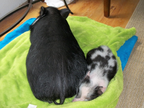 חברים שבעברו