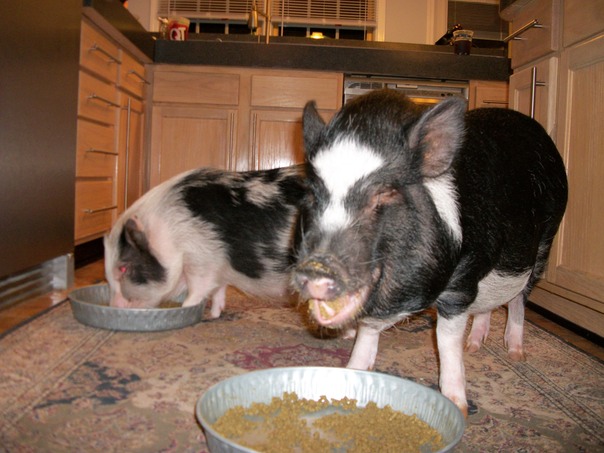 אוהב את החזירה צ'או