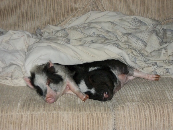 תעייר אותנו כשזמן ארוחת הערב שלה