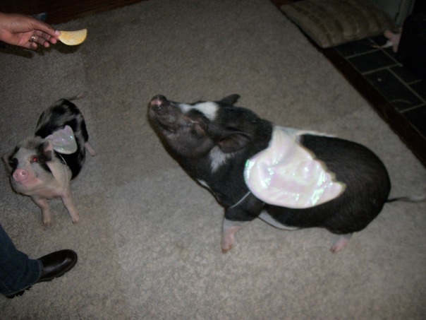 האם אלה פרינגלס