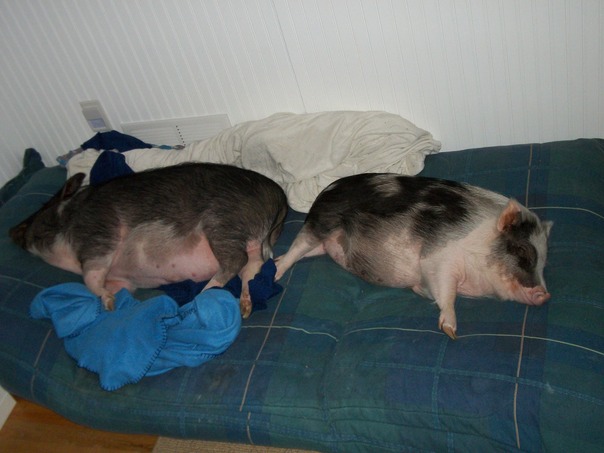 חג ההודיה בהודעה